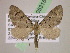  (Eupithecia AH52Ec - BC ZSM Lep 05315)  @11 [ ] CreativeCommons - Attribution Non-Commercial Share-Alike (2010) Unspecified SNSB, Zoologische Staatssammlung Muenchen