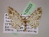  (Eupithecia AH60Ec - BC ZSM Lep 05323)  @11 [ ] CreativeCommons - Attribution Non-Commercial Share-Alike (2010) Unspecified SNSB, Zoologische Staatssammlung Muenchen