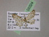  (Eupithecia AH61Ec - BC ZSM Lep 05324)  @11 [ ] CreativeCommons - Attribution Non-Commercial Share-Alike (2010) Unspecified SNSB, Zoologische Staatssammlung Muenchen