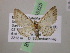  (Eupithecia AH62Ec - BC ZSM Lep 05325)  @11 [ ] CreativeCommons - Attribution Non-Commercial Share-Alike (2010) Unspecified SNSB, Zoologische Staatssammlung Muenchen