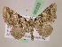  (Eupithecia AH70Ec - BC ZSM Lep 05333)  @15 [ ] CreativeCommons - Attribution Non-Commercial Share-Alike (2010) Unspecified SNSB, Zoologische Staatssammlung Muenchen