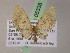  (Eupithecia AH75Ec - BC ZSM Lep 05338)  @11 [ ] CreativeCommons - Attribution Non-Commercial Share-Alike (2010) Unspecified SNSB, Zoologische Staatssammlung Muenchen