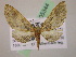 (Eupithecia AH81Ec - BC ZSM Lep 05344)  @13 [ ] CreativeCommons - Attribution Non-Commercial Share-Alike (2010) Unspecified SNSB, Zoologische Staatssammlung Muenchen