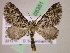  (Eupithecia AH88Ec - BC ZSM Lep 05351)  @14 [ ] CreativeCommons - Attribution Non-Commercial Share-Alike (2010) Unspecified SNSB, Zoologische Staatssammlung Muenchen