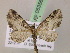  (Eupithecia AH93Ec - BC ZSM Lep 05356)  @11 [ ] CreativeCommons - Attribution Non-Commercial Share-Alike (2010) Unspecified SNSB, Zoologische Staatssammlung Muenchen