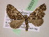  (Eupithecia AH94Ec - BC ZSM Lep 05357)  @11 [ ] CreativeCommons - Attribution Non-Commercial Share-Alike (2010) Unspecified SNSB, Zoologische Staatssammlung Muenchen