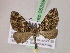  (Eupithecia AH95Ec - BC ZSM Lep 05358)  @11 [ ] CreativeCommons - Attribution Non-Commercial Share-Alike (2010) Unspecified SNSB, Zoologische Staatssammlung Muenchen