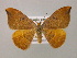  (Watsonalla binaria - BC ZSM Lep 15012)  @15 [ ] CreativeCommons - Attribution Non-Commercial Share-Alike (2010) Unspecified SNSB, Zoologische Staatssammlung Muenchen