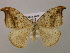  ( - BC ZSM Lep 15013)  @14 [ ] CreativeCommons - Attribution Non-Commercial Share-Alike (2010) Unspecified SNSB, Zoologische Staatssammlung Muenchen