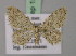  (Idaea typicata - BC ZSM Lep 15046)  @14 [ ] CreativeCommons - Attribution Non-Commercial Share-Alike (2010) Unspecified SNSB, Zoologische Staatssammlung Muenchen