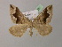  ( - BC ZSM Lep 15052)  @13 [ ] CreativeCommons - Attribution Non-Commercial Share-Alike (2010) Unspecified SNSB, Zoologische Staatssammlung Muenchen
