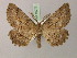  ( - BC ZSM Lep 15073)  @11 [ ] CreativeCommons - Attribution Non-Commercial Share-Alike (2010) Unspecified SNSB, Zoologische Staatssammlung Muenchen