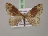  ( - BC ZSM Lep 15077)  @13 [ ] CreativeCommons - Attribution Non-Commercial Share-Alike (2010) Unspecified SNSB, Zoologische Staatssammlung Muenchen