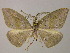  (Hypochrosis submarginata - BC ZSM Lep 15091)  @13 [ ] CreativeCommons - Attribution Non-Commercial Share-Alike (2010) Unspecified SNSB, Zoologische Staatssammlung Muenchen
