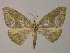 ( - BC ZSM Lep 15092)  @11 [ ] CreativeCommons - Attribution Non-Commercial Share-Alike (2010) Unspecified SNSB, Zoologische Staatssammlung Muenchen