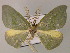  ( - BC ZSM Lep 15093)  @11 [ ] CreativeCommons - Attribution Non-Commercial Share-Alike (2010) Unspecified SNSB, Zoologische Staatssammlung Muenchen