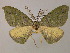  (Hypochrosis colettae - BC ZSM Lep 15094)  @14 [ ] CreativeCommons - Attribution Non-Commercial Share-Alike (2010) Unspecified SNSB, Zoologische Staatssammlung Muenchen