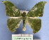  ( - BC ZSM Lep 15905)  @13 [ ] Copyright (2010) Unspecified SNSB, Zoologische Staatssammlung Muenchen