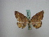  (Pseudomiza argentilinea - BC ZSM Lep 16136)  @12 [ ] CreativeCommons - Attribution Non-Commercial Share-Alike (2010) Unspecified SNSB, Zoologische Staatssammlung Muenchen