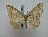  ( - BC ZSM Lep 16137)  @13 [ ] CreativeCommons - Attribution Non-Commercial Share-Alike (2010) Unspecified SNSB, Zoologische Staatssammlung Muenchen