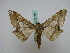  ( - BC ZSM Lep 16138)  @13 [ ] CreativeCommons - Attribution Non-Commercial Share-Alike (2010) Unspecified SNSB, Zoologische Staatssammlung Muenchen