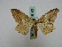  (Zanclopera calidata - BC ZSM Lep 16143)  @13 [ ] CreativeCommons - Attribution Non-Commercial Share-Alike (2010) Unspecified SNSB, Zoologische Staatssammlung Muenchen