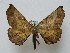  ( - BC ZSM Lep 16166)  @14 [ ] CreativeCommons - Attribution Non-Commercial Share-Alike (2010) Unspecified SNSB, Zoologische Staatssammlung Muenchen
