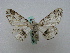  ( - BC ZSM Lep 16169)  @13 [ ] CreativeCommons - Attribution Non-Commercial Share-Alike (2010) Unspecified SNSB, Zoologische Staatssammlung Muenchen
