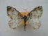  (Dysstroma AH01Ch - BC ZSM Lep 16170)  @14 [ ] CreativeCommons - Attribution Non-Commercial Share-Alike (2010) Unspecified SNSB, Zoologische Staatssammlung Muenchen