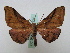  (Hypochrosis baenzigeriAH01 - BC ZSM Lep 16171)  @13 [ ] CreativeCommons - Attribution Non-Commercial Share-Alike (2010) Unspecified SNSB, Zoologische Staatssammlung Muenchen