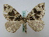  (Sibatania - BC ZSM Lep 16172)  @14 [ ] CreativeCommons - Attribution Non-Commercial Share-Alike (2010) Unspecified SNSB, Zoologische Staatssammlung Muenchen