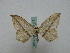  (Timandra comptariaAH01 - BC ZSM Lep 16177)  @13 [ ] CreativeCommons - Attribution Non-Commercial Share-Alike (2010) Unspecified SNSB, Zoologische Staatssammlung Muenchen