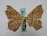  ( - BC ZSM Lep 16178)  @13 [ ] CreativeCommons - Attribution Non-Commercial Share-Alike (2010) Unspecified SNSB, Zoologische Staatssammlung Muenchen