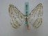  ( - BC ZSM Lep 16186)  @14 [ ] CreativeCommons - Attribution Non-Commercial Share-Alike (2010) Unspecified SNSB, Zoologische Staatssammlung Muenchen