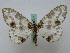  (Abraxas tenuisuffusaAH01 - BC ZSM Lep 16187)  @14 [ ] CreativeCommons - Attribution Non-Commercial Share-Alike (2010) Unspecified SNSB, Zoologische Staatssammlung Muenchen