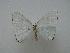  (Micronidia intermedia - BC ZSM Lep 16189)  @13 [ ] CreativeCommons - Attribution Non-Commercial Share-Alike (2010) Unspecified SNSB, Zoologische Staatssammlung Muenchen