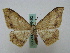  (Luxiaria amasaAH01 - BC ZSM Lep 16192)  @14 [ ] CreativeCommons - Attribution Non-Commercial Share-Alike (2010) Unspecified SNSB, Zoologische Staatssammlung Muenchen