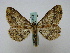  ( - BC ZSM Lep 16193)  @14 [ ] CreativeCommons - Attribution Non-Commercial Share-Alike (2010) Unspecified SNSB, Zoologische Staatssammlung Muenchen