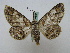  ( - BC ZSM Lep 16196)  @13 [ ] CreativeCommons - Attribution Non-Commercial Share-Alike (2010) Unspecified SNSB, Zoologische Staatssammlung Muenchen