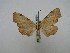  ( - BC ZSM Lep 16205)  @13 [ ] CreativeCommons - Attribution Non-Commercial Share-Alike (2010) Unspecified SNSB, Zoologische Staatssammlung Muenchen