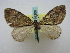  (Pennithera AH01Ch - BC ZSM Lep 16208)  @11 [ ] CreativeCommons - Attribution Non-Commercial Share-Alike (2010) Unspecified SNSB, Zoologische Staatssammlung Muenchen