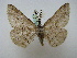  ( - BC ZSM Lep 16213)  @13 [ ] CreativeCommons - Attribution Non-Commercial Share-Alike (2010) Unspecified SNSB, Zoologische Staatssammlung Muenchen
