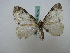  ( - BC ZSM Lep 16214)  @13 [ ] CreativeCommons - Attribution Non-Commercial Share-Alike (2010) Unspecified SNSB, Zoologische Staatssammlung Muenchen