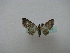  (Eupithecia AH04Ch - BC ZSM Lep 16217)  @12 [ ] CreativeCommons - Attribution Non-Commercial Share-Alike (2010) Unspecified SNSB, Zoologische Staatssammlung Muenchen