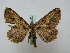  (Ephemerophila - BC ZSM Lep 16221)  @14 [ ] CreativeCommons - Attribution Non-Commercial Share-Alike (2010) Unspecified SNSB, Zoologische Staatssammlung Muenchen