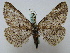  ( - BC ZSM Lep 16224)  @13 [ ] CreativeCommons - Attribution Non-Commercial Share-Alike (2010) Unspecified SNSB, Zoologische Staatssammlung Muenchen