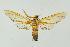  (Sarosa ignicornis - BC ZSM Lep 16616)  @14 [ ] CreativeCommons - Attribution Non-Commercial Share-Alike (2010) Unspecified SNSB, Zoologische Staatssammlung Muenchen