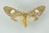  (Trichromia discophora - BC ZSM Lep 16630)  @14 [ ] CreativeCommons - Attribution Non-Commercial Share-Alike (2010) Unspecified SNSB, Zoologische Staatssammlung Muenchen