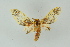  ( - BC ZSM Lep 16632)  @13 [ ] CreativeCommons - Attribution Non-Commercial Share-Alike (2010) Unspecified SNSB, Zoologische Staatssammlung Muenchen