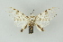  ( - BC ZSM Lep 16642)  @13 [ ] CreativeCommons - Attribution Non-Commercial Share-Alike (2010) Unspecified SNSB, Zoologische Staatssammlung Muenchen